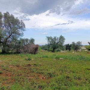 Plot of land with sea views in Carovigno